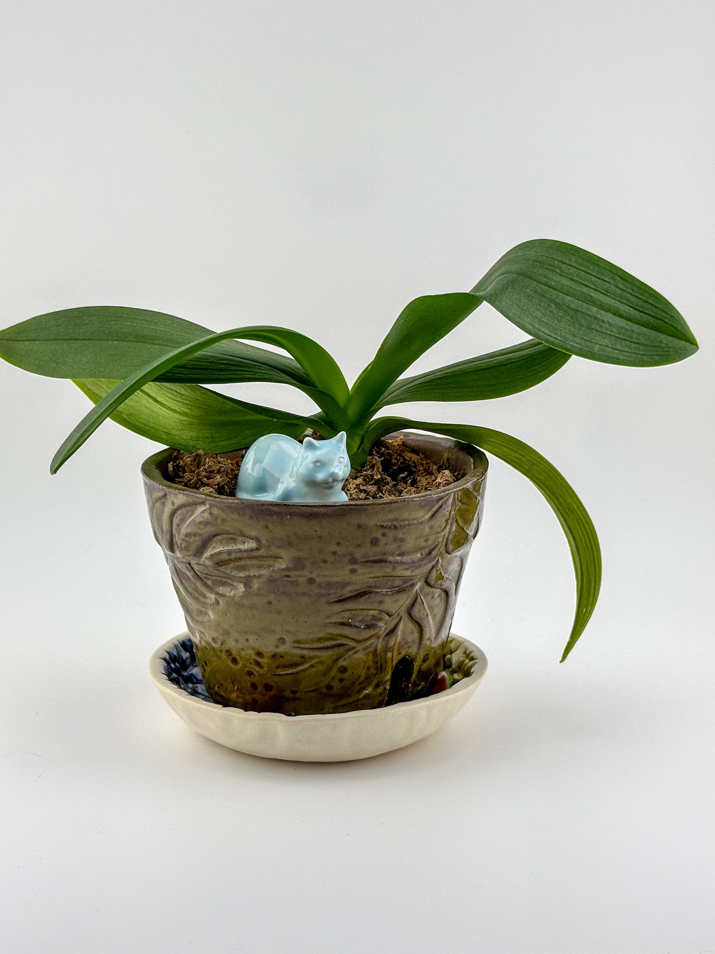 Little Loaf Cat / Aqua