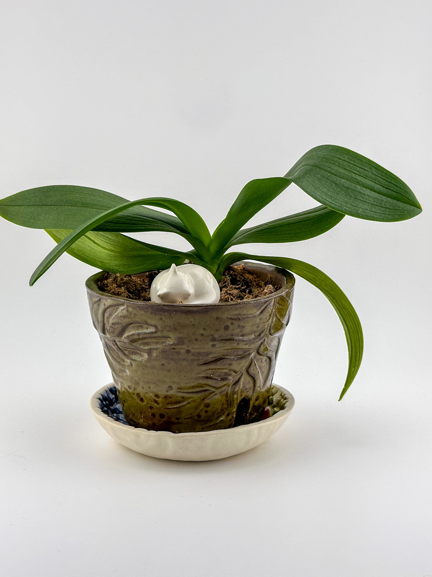 Little Sleeping Cat / White