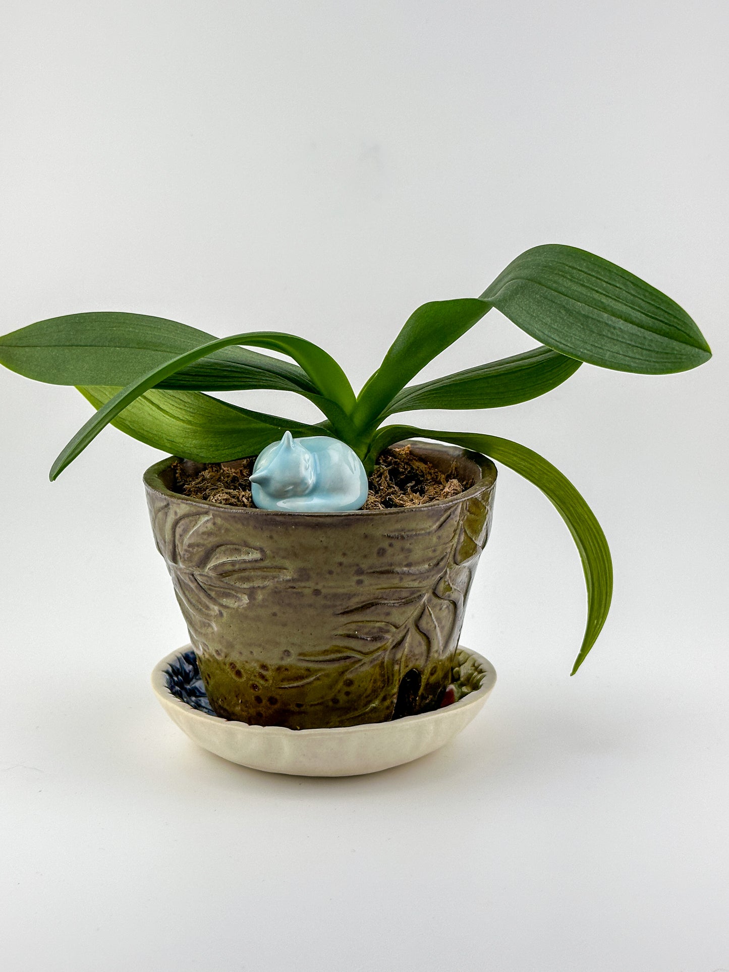 Little Sleeping Cat / Aqua