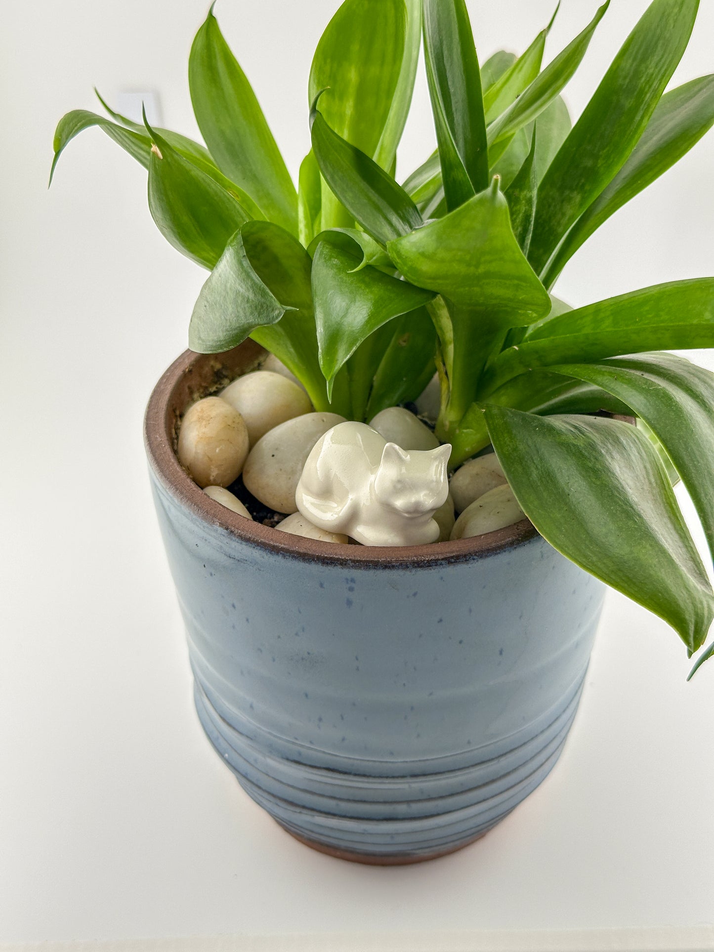 Little Loaf Cat / White