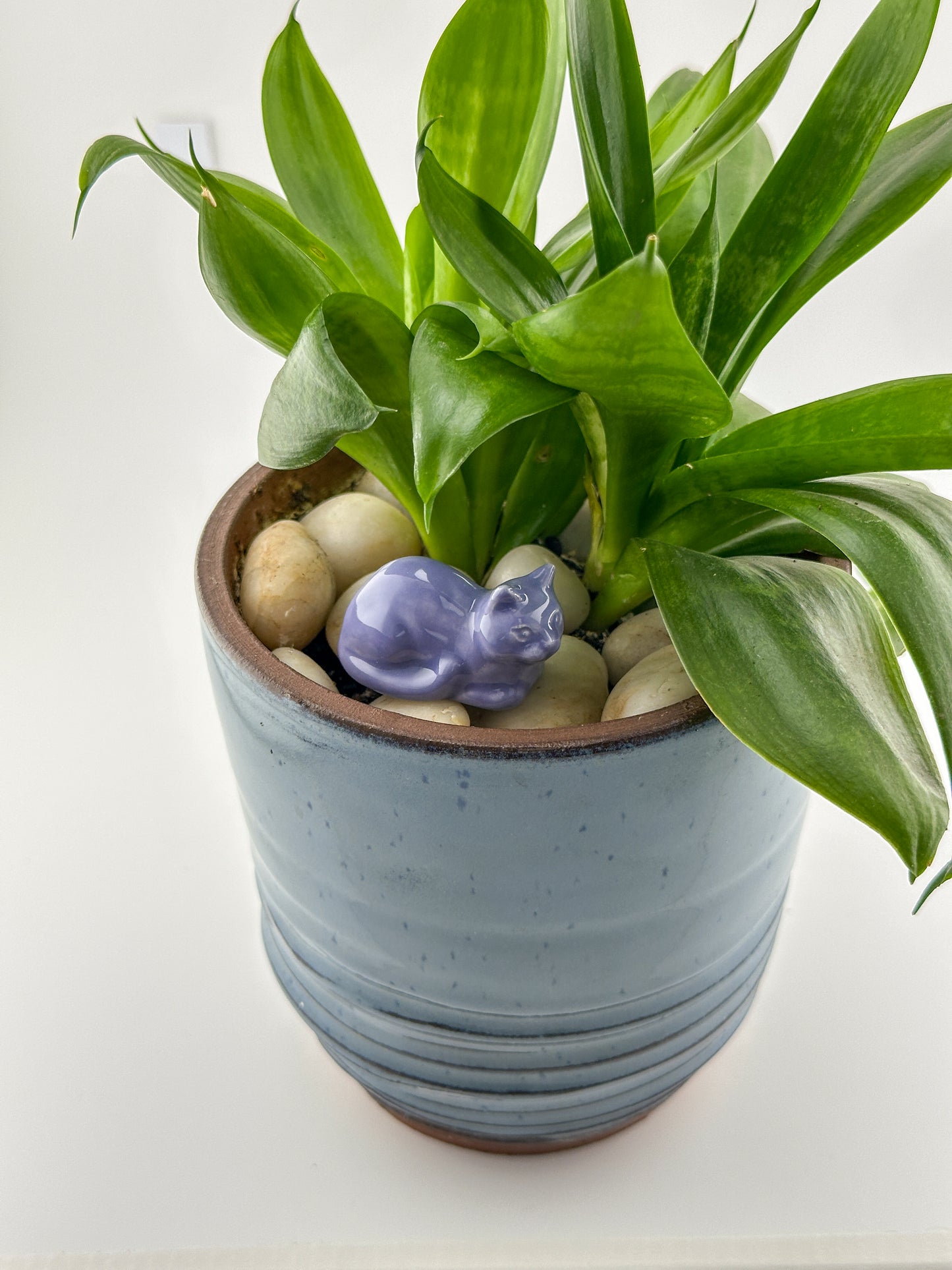 Little Loaf Cat / Lavender