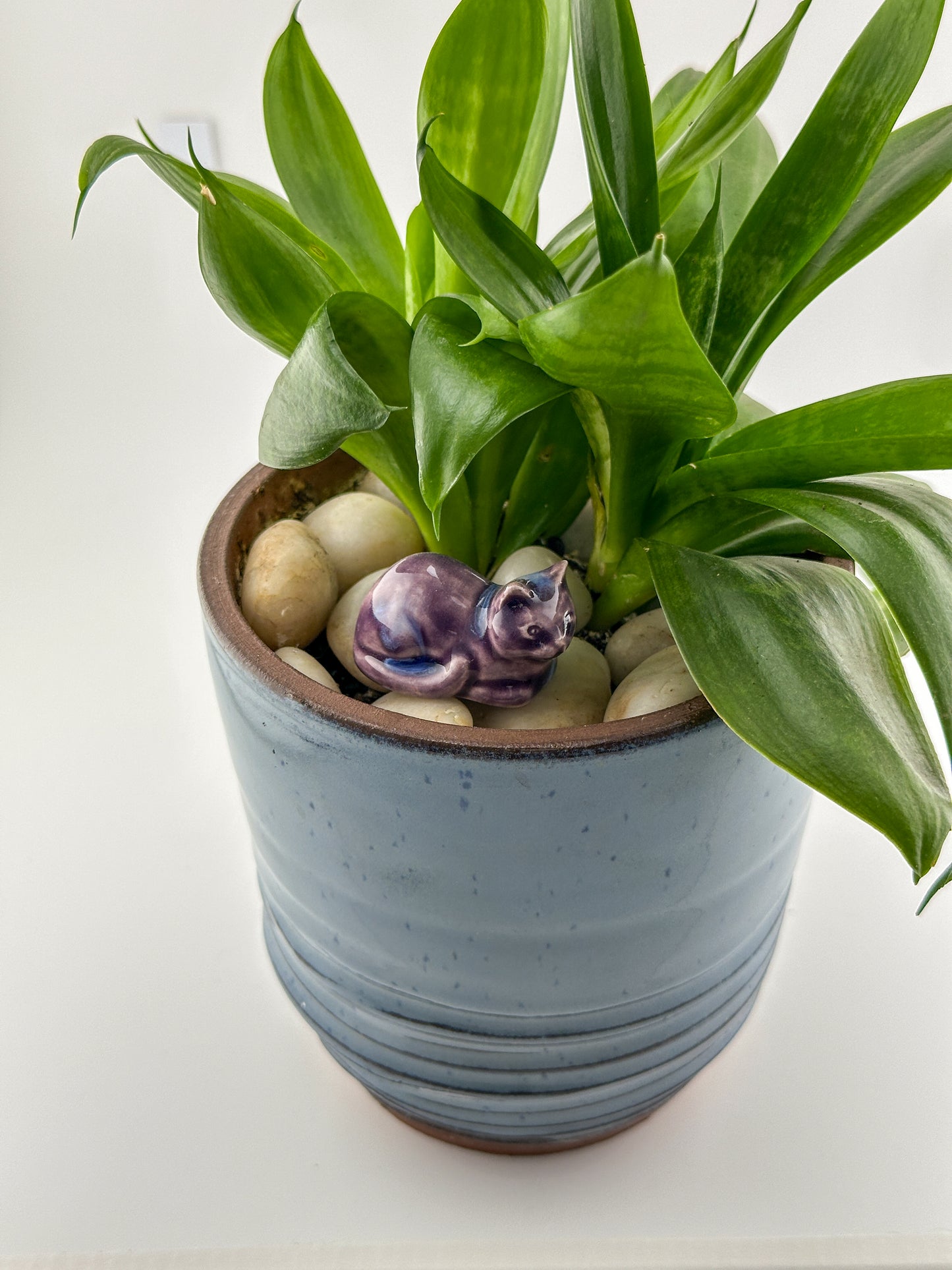 Little Loaf Cat / Dark Purple Crystal