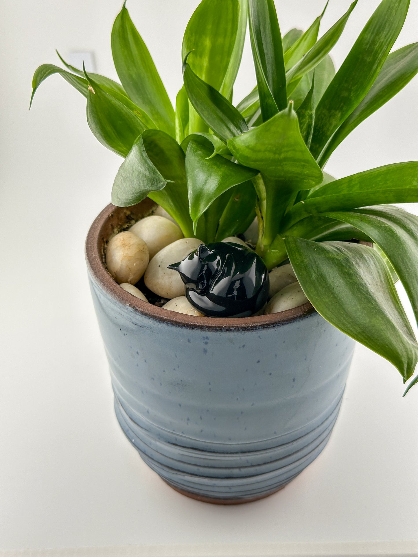 Little Sleeping Cat / Black