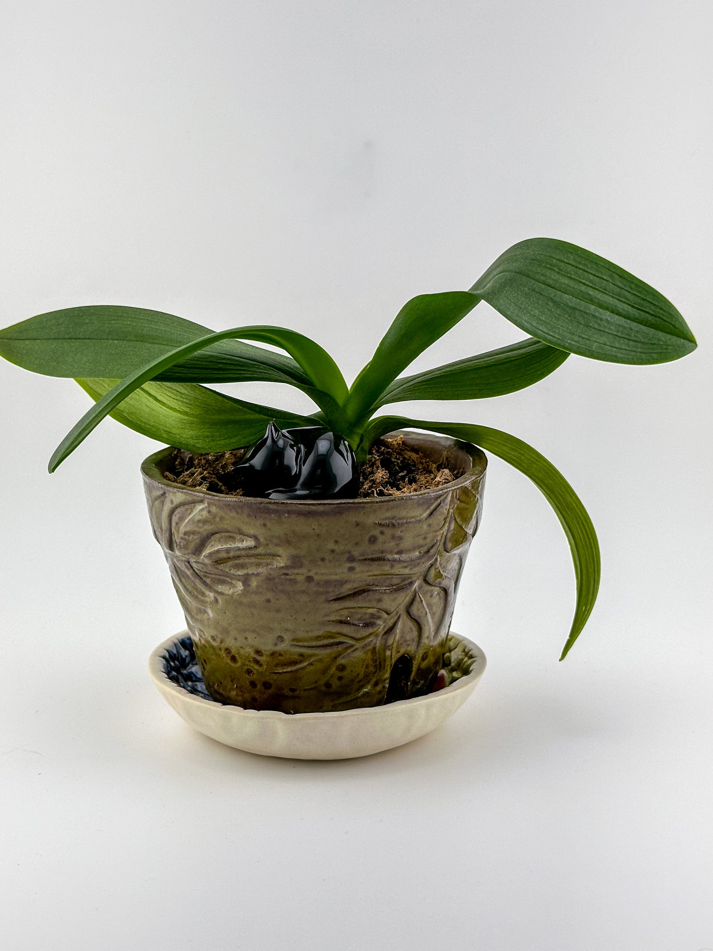 Little Sleeping Cat / Black