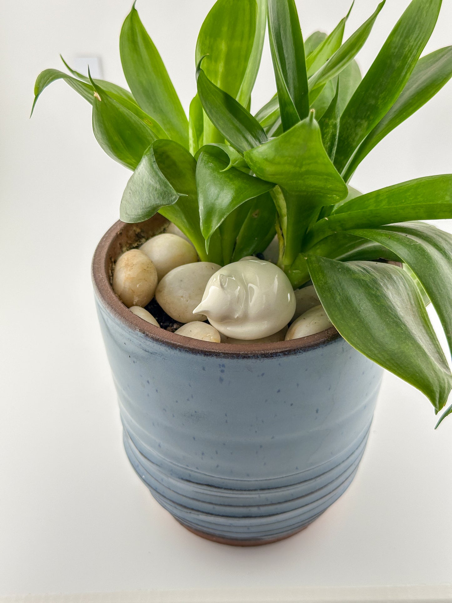 Little Sleeping Cat / White