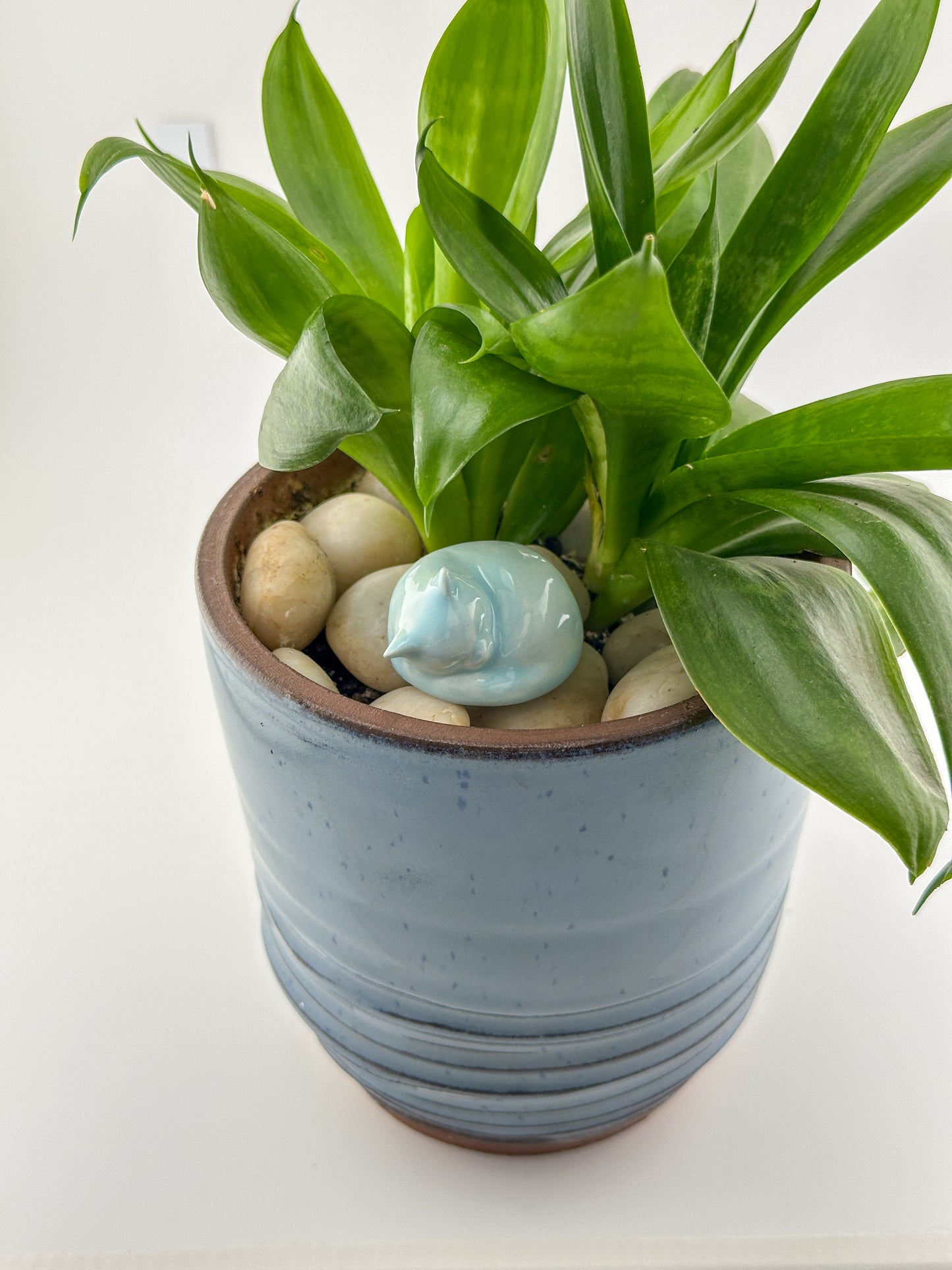 Little Sleeping Cat / Aqua