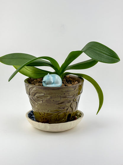 Little Sleeping Cat / Aqua