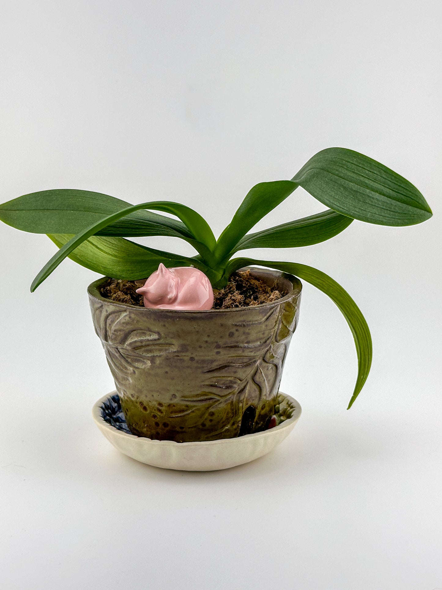 Little Sleeping Cat / Bright Pink