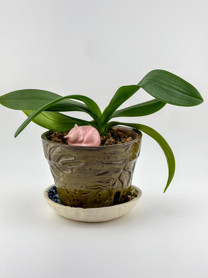 Little Sleeping Cat / Bright Pink